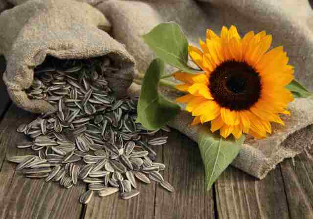 Sunflower Seeds