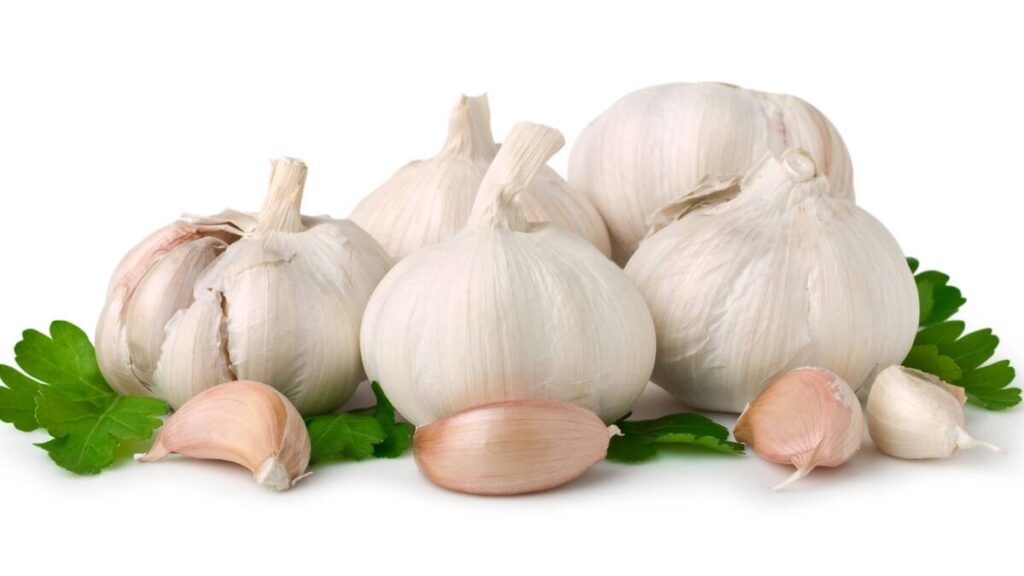 Garlic